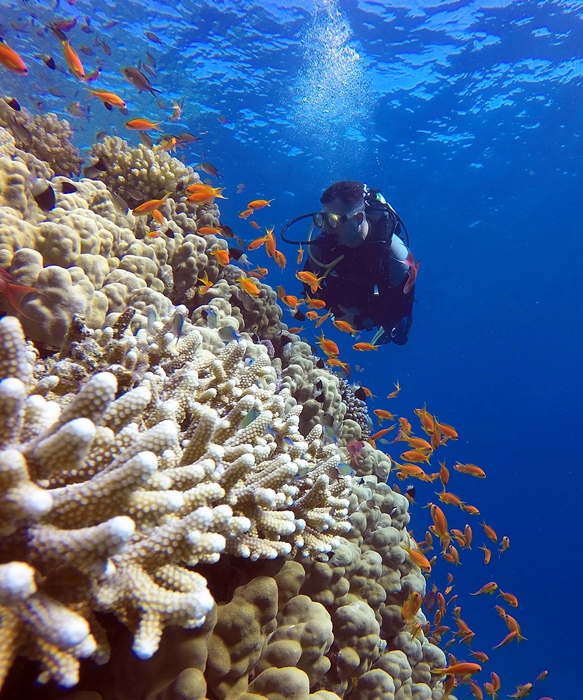 PADI Coral Reef Conservation