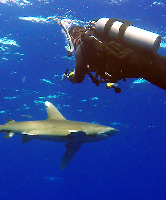 Shark Laser Photo Grammetry