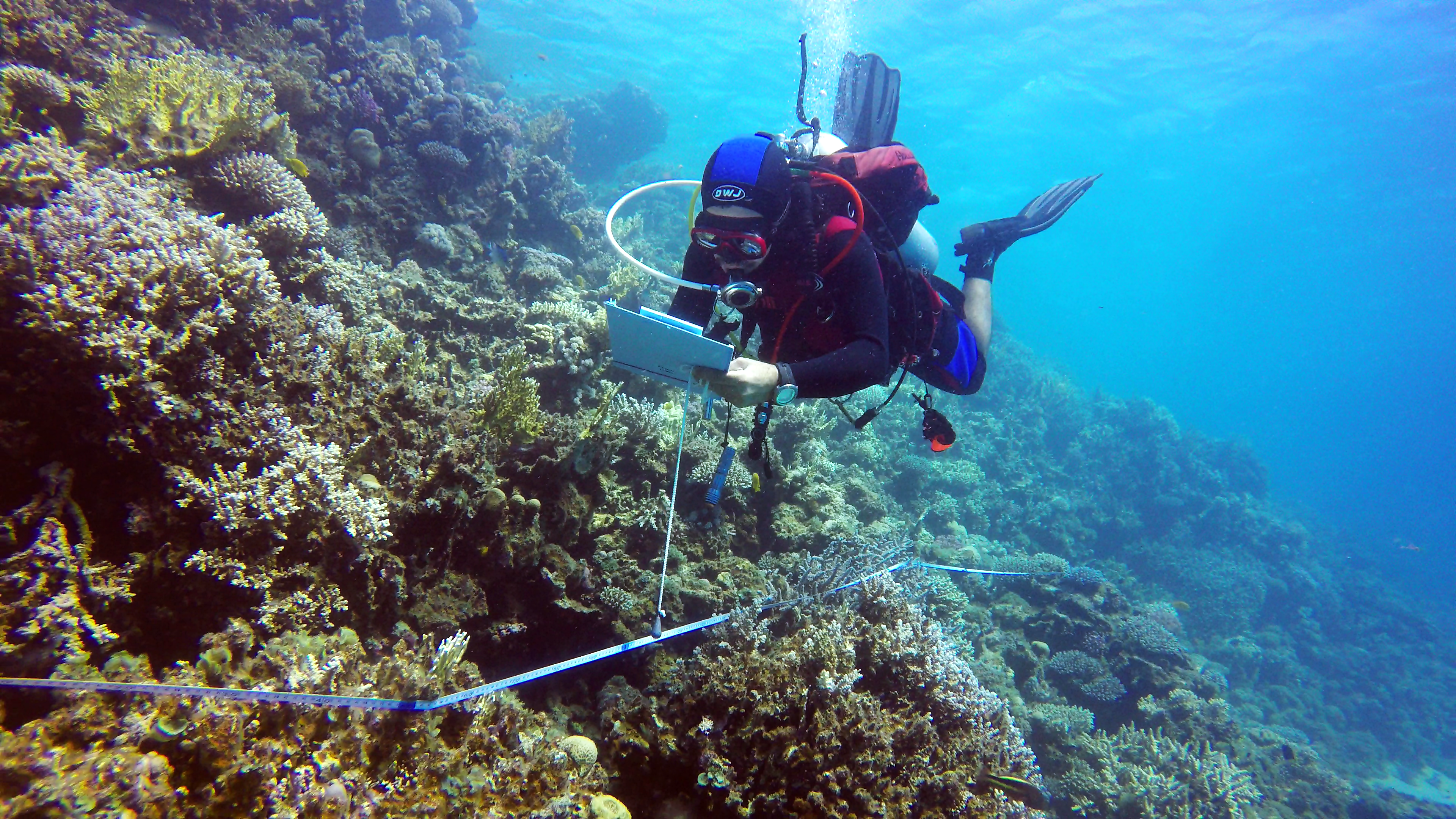 Reef Check EcoDivers